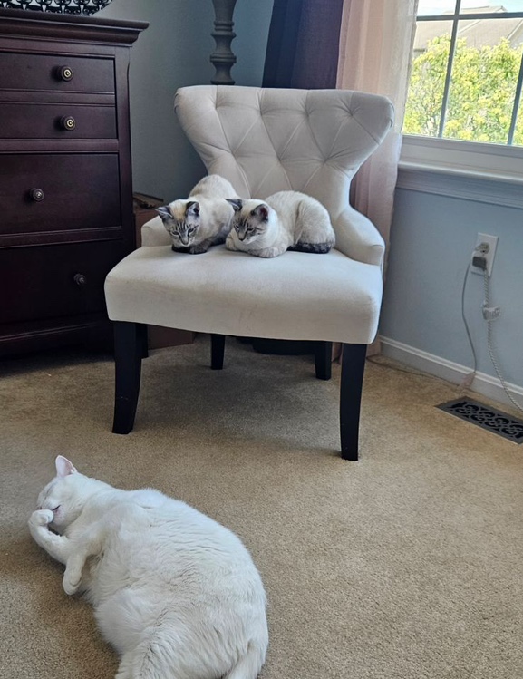 ilovemystuningcats
