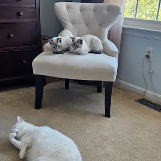 ilovemystuningcats