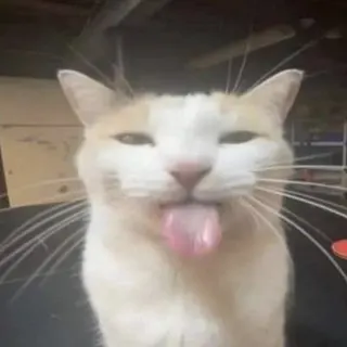 zzziutek