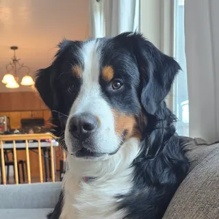 dillon84